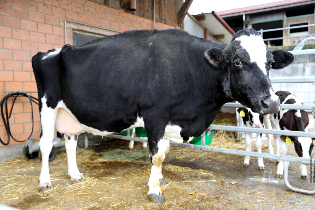 La vache HAITI atteint le record de production de 200'000 kg