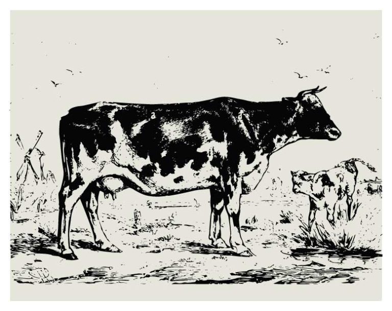 L'histoire de Holstein
