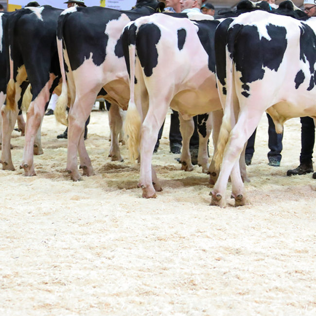 Event Holstein Taureaux