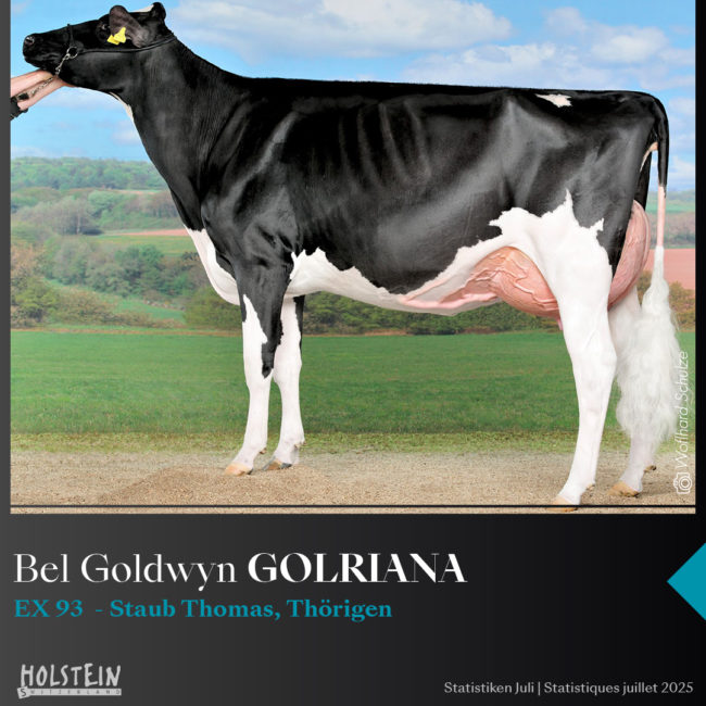 Bel-Goldwyn-Gloriana