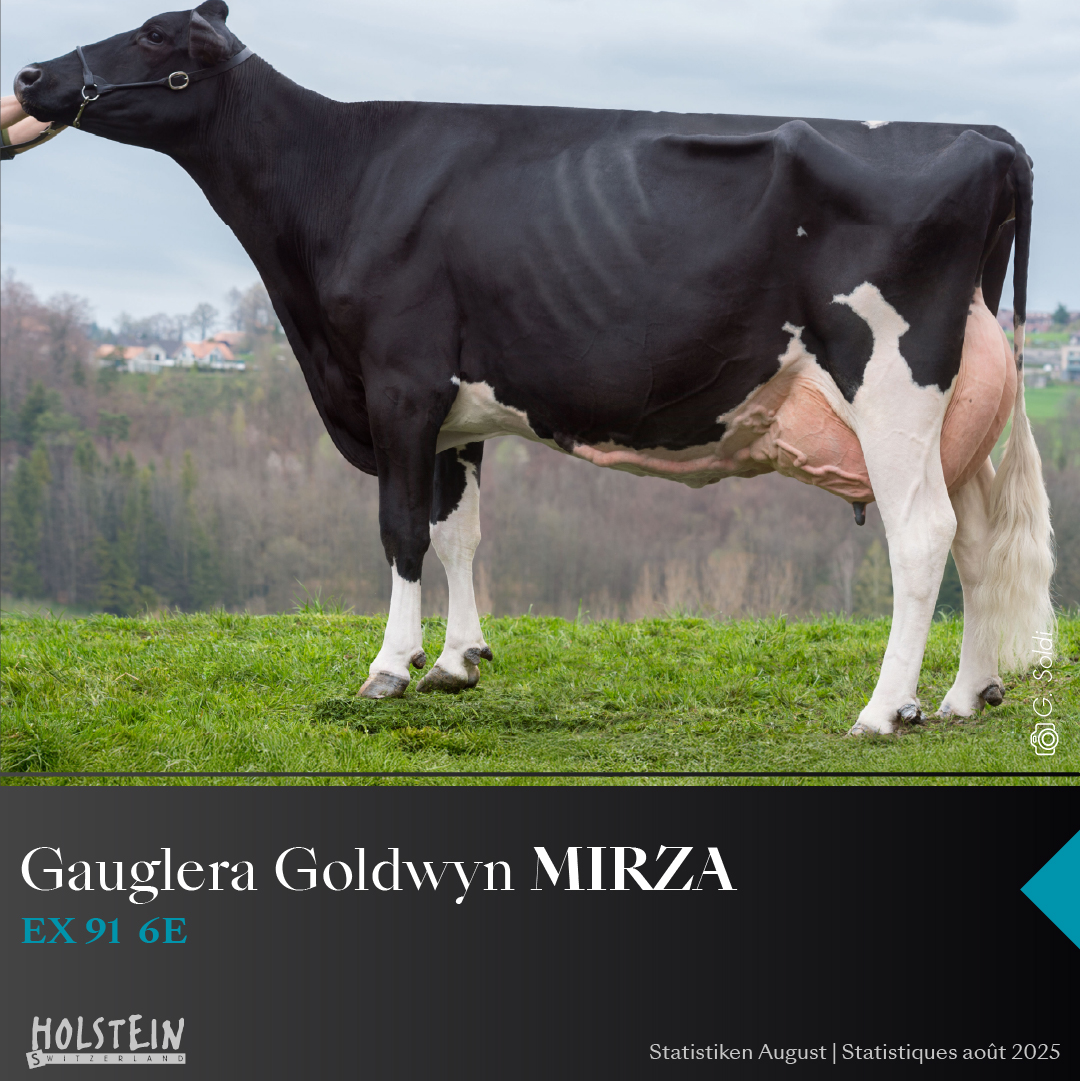 gauglera-goldwyn-MIRZAsquare-web