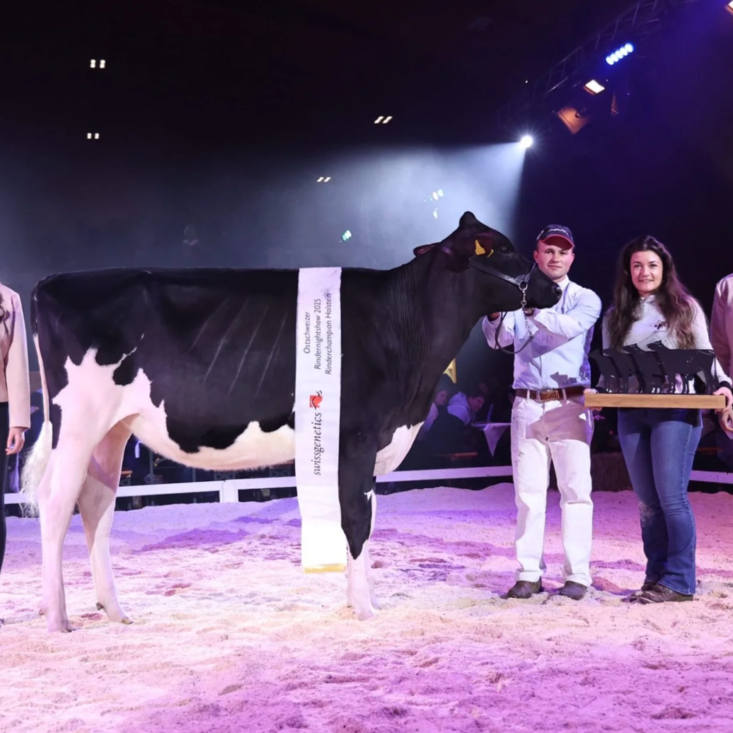 ostschweizerRinderNightShow