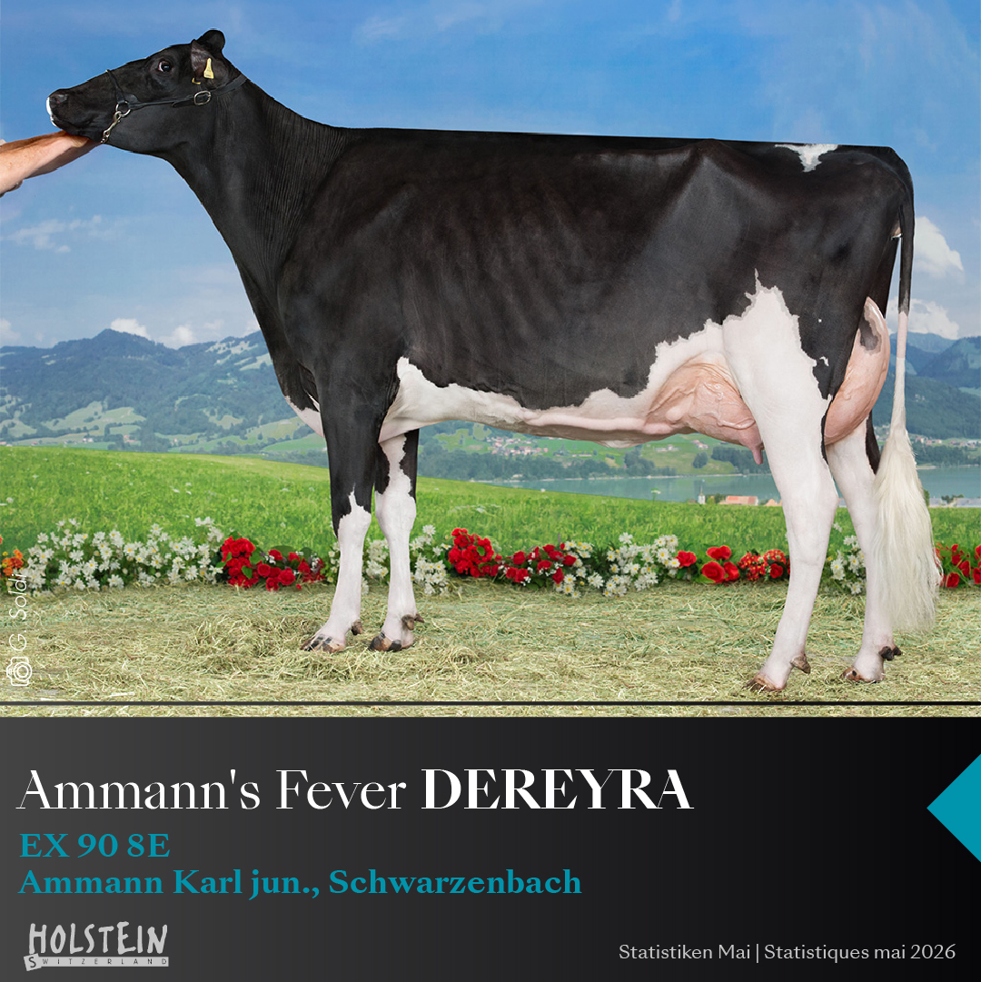 Square-Ammanns-Fever-DEREYRA