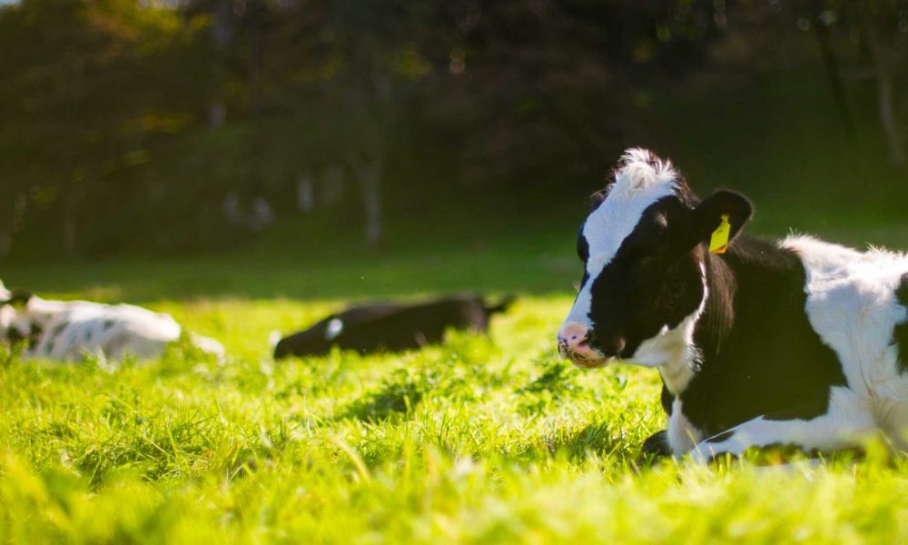 Vaches Holstein