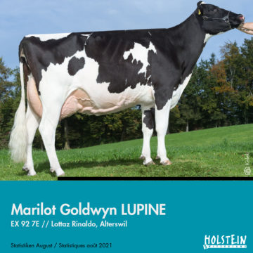 marilot-goldwin-lupine
